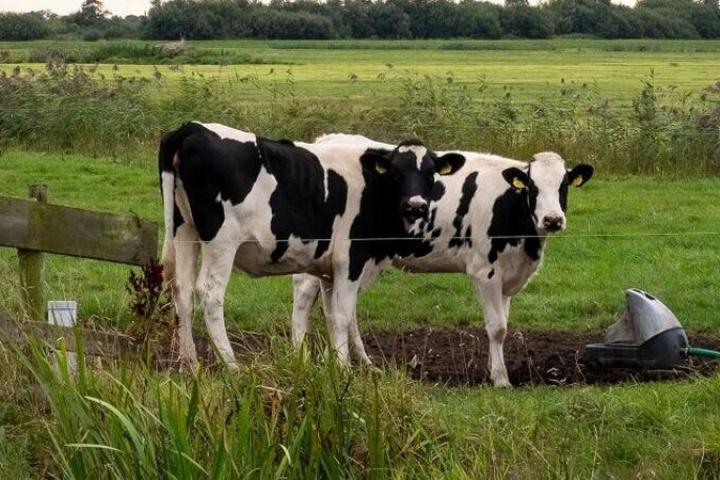 Foto van twee koeien in de Hegewarren